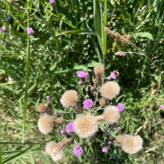 Canada thistle plant in Somewhere on Earth