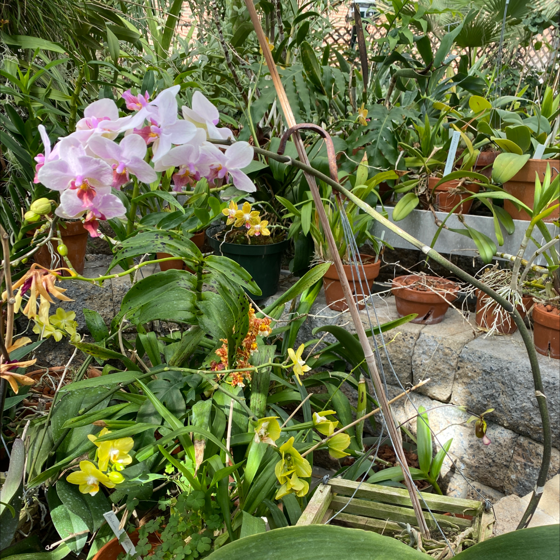 Noble Dendrobium plant with pink and white flowers among other potted plants.