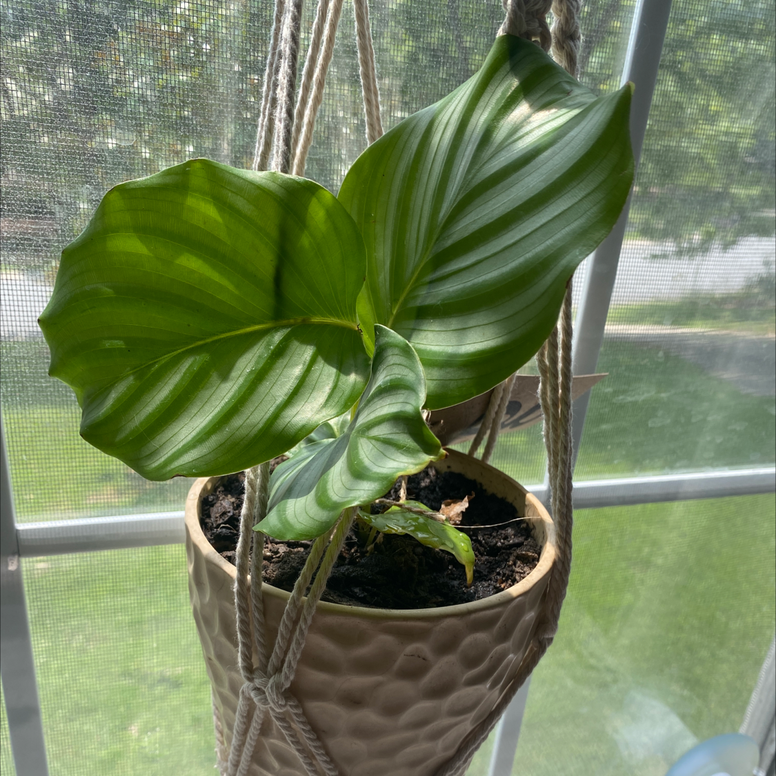 Calathea Orbifolia plant in a hanging pot near a window with healthy green leaves.