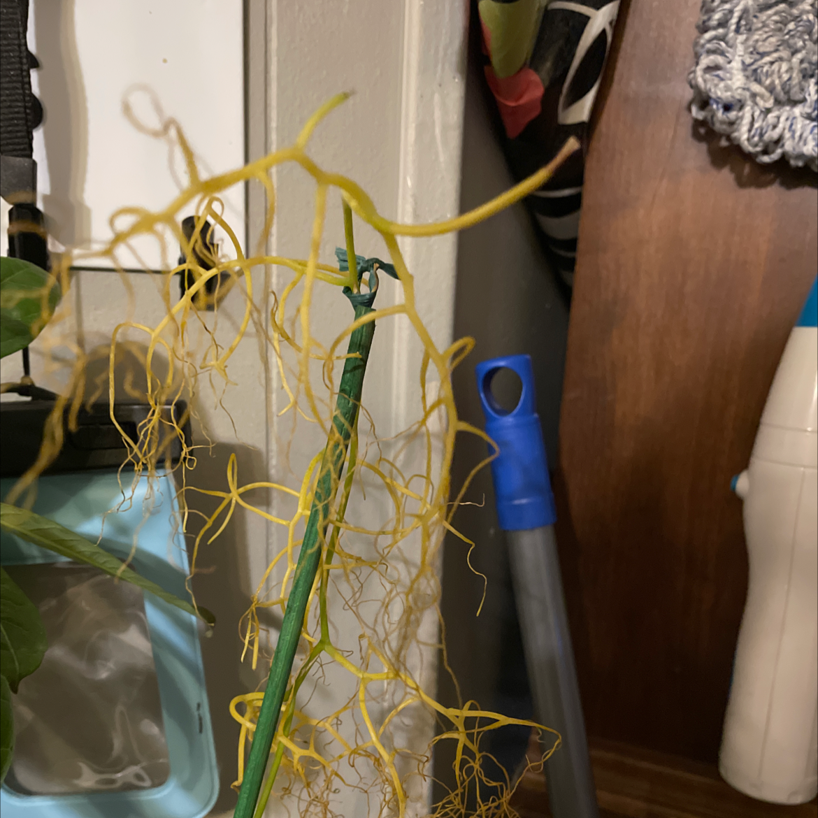 Common Rush plant with yellowing stems indoors, surrounded by household items.
