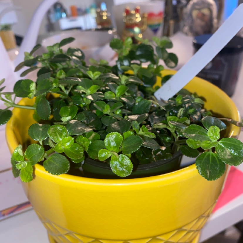 Photo of the plant species Creeping Charlie by @paiges.greenhouse named Walt on Greg, the plant care app