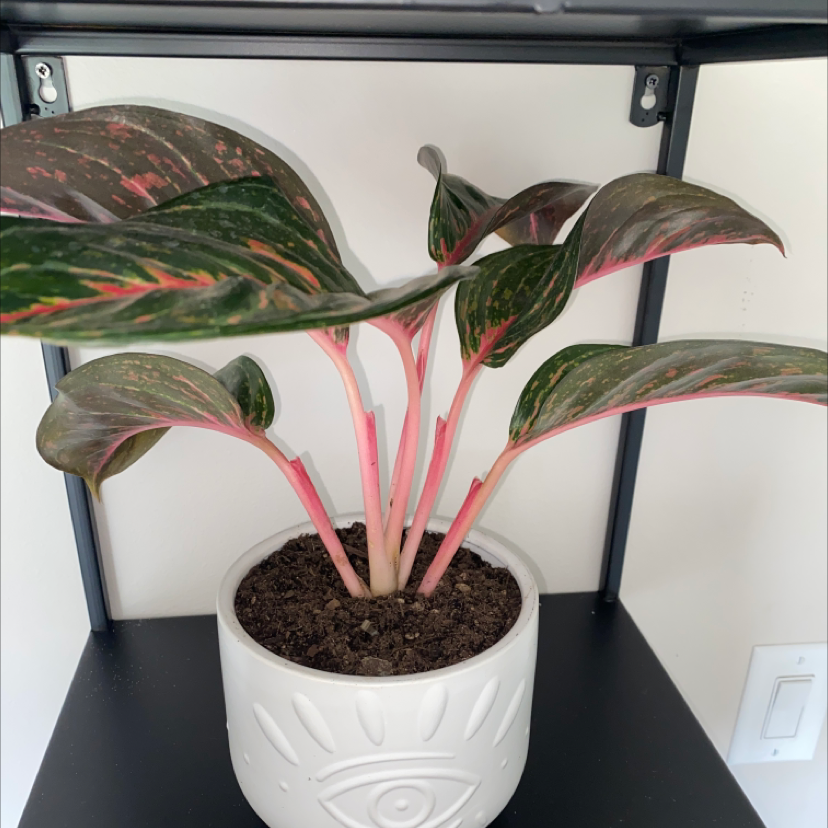 Chinese Evergreen plant photo by @paiges.greenhouse named marilyn on Greg, the plant care app.