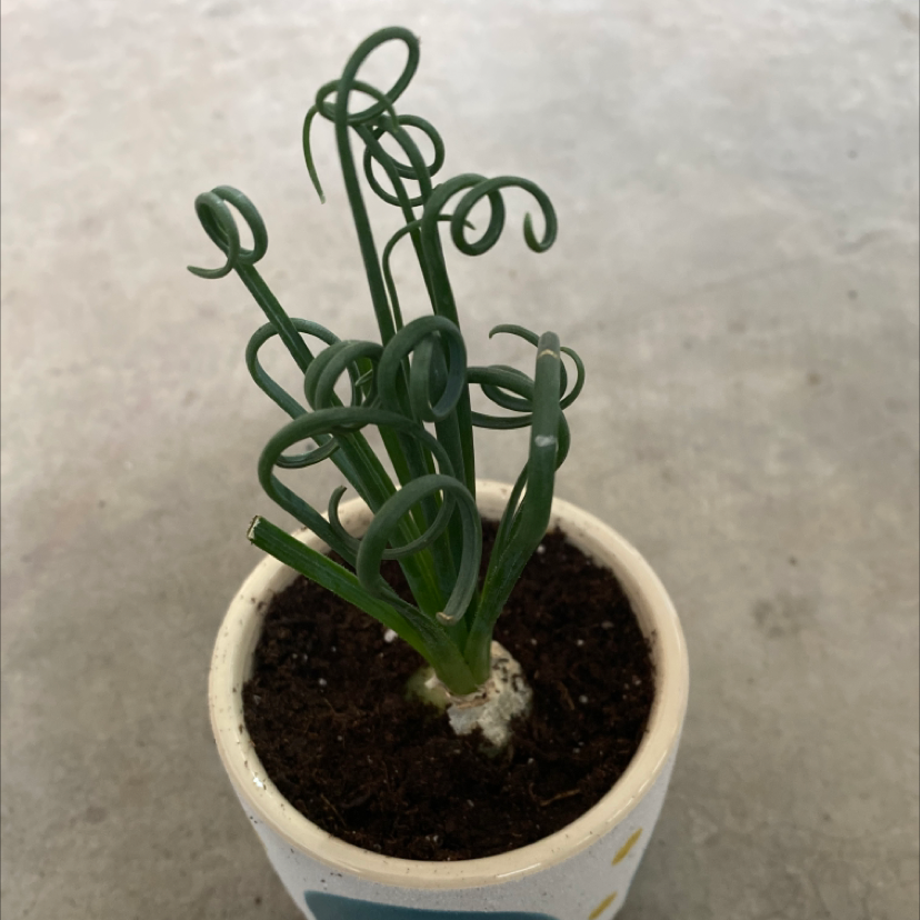 Potted Frizzle Sizzle plant with curly green leaves in a white pot.