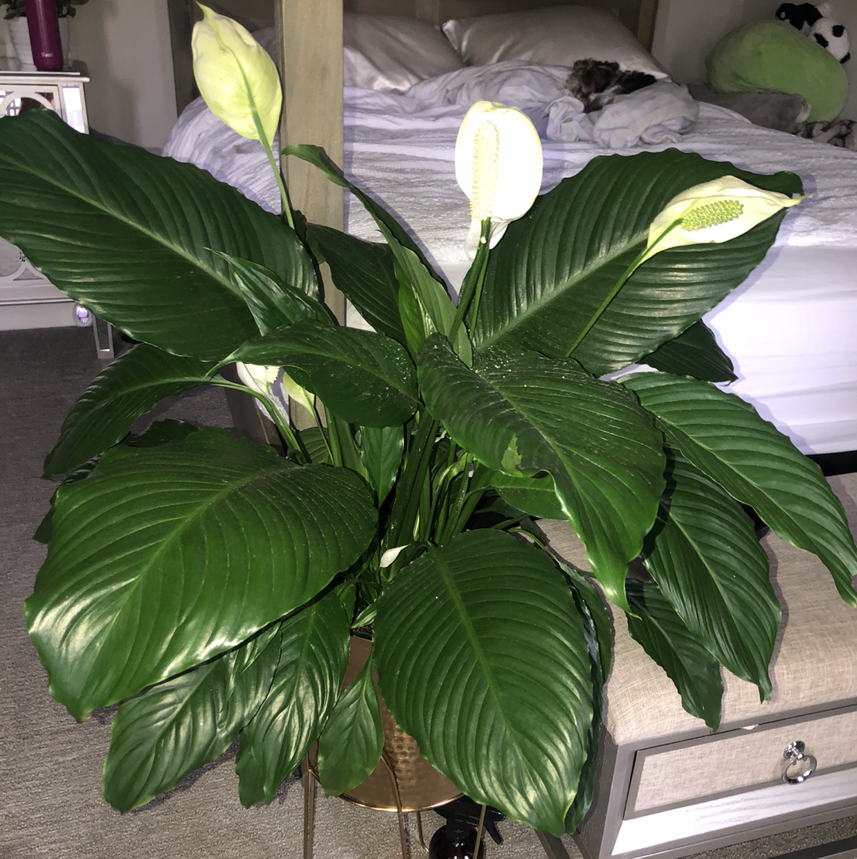 Peace Lily plant photo by @Paulinalas named Florence on Greg, the plant care app.