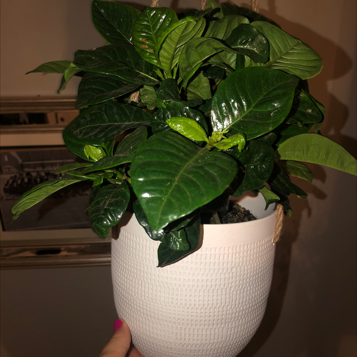 Kleim's Hardy Gardenia plant photo by @Paulinalas named Your plant on Greg, the plant care app.