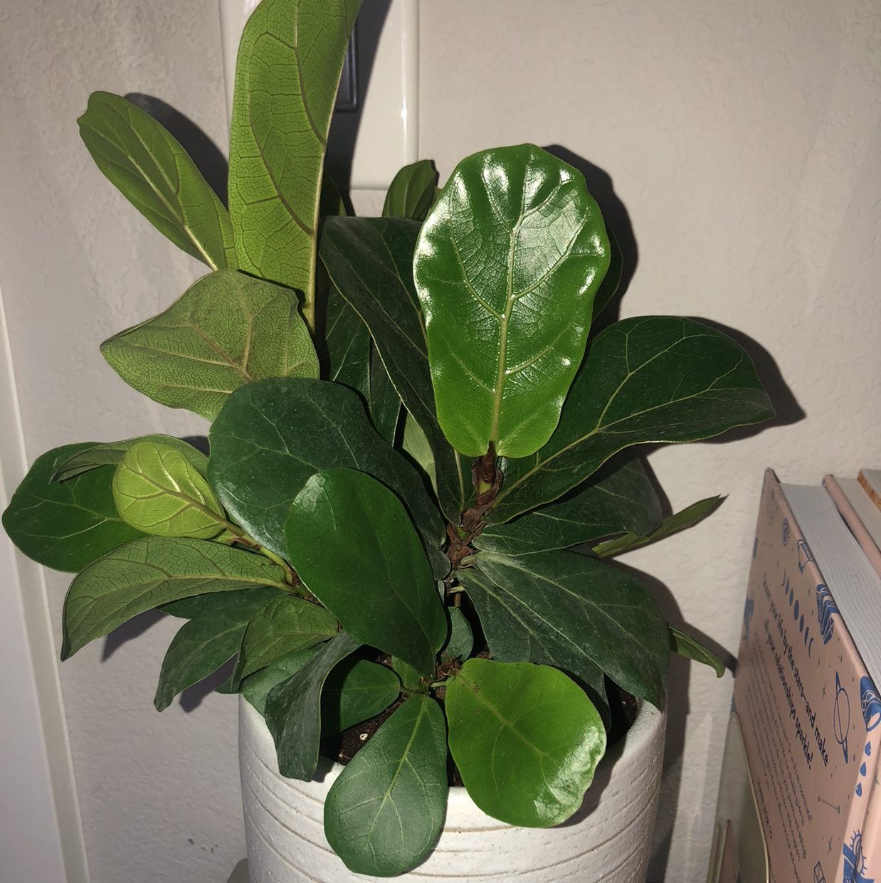 Fiddle Leaf Fig plant photo by @Paulinalas named Your plant on Greg, the plant care app.