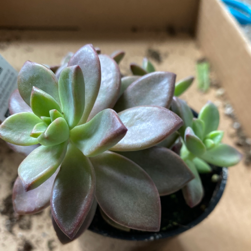 Graptosedum 'Bronze' succulent with thick, fleshy leaves in a pot. Soil partially visible.
