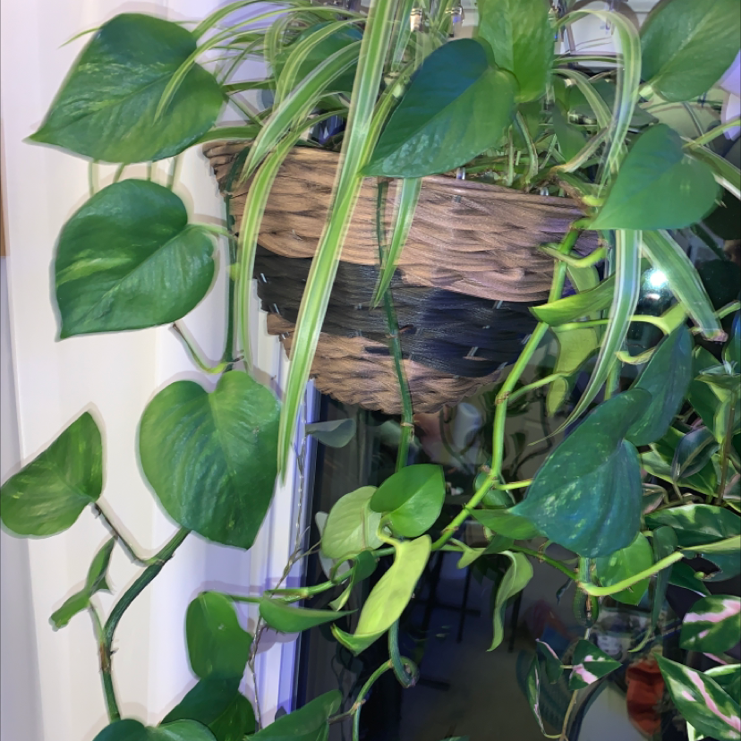Taro Vine plant photo by Iduntknow named Winston on Greg, the plant care app.