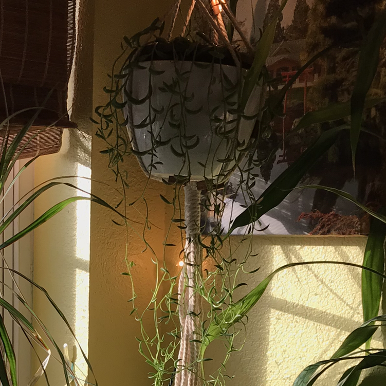 String of Bananas plant photo by Chloe named Bananas on Greg, the plant care app.