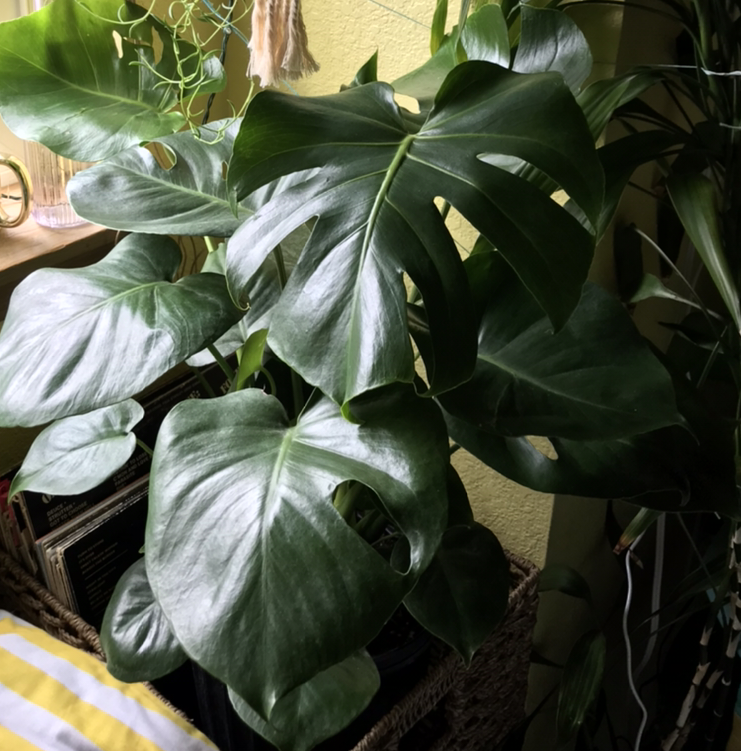 Monstera plant photo by Chloe named Lemmy on Greg, the plant care app.