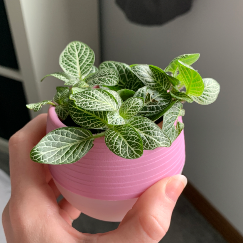 Nerve Plant plant photo by @blanca named Loca on Greg, the plant care app.
