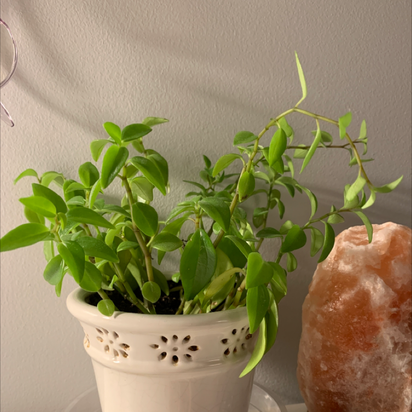 Peperomia 'Amigo Marcello' plant photo by @blanca named Jenny on Greg, the plant care app.