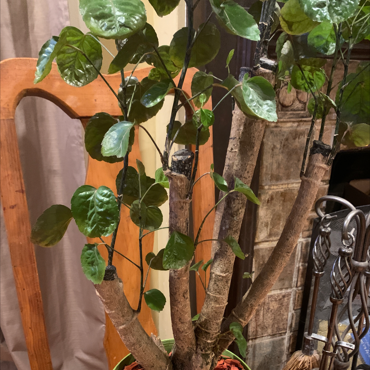 Photo of the plant species Polyscias Scutellaria by @butterdems named Osmo on Greg, the plant care app