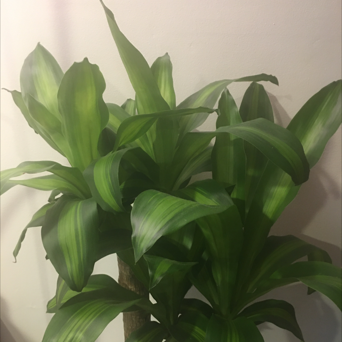 Cornstalk Dracaena plant photo by Jjade named Miley on Greg, the plant care app.