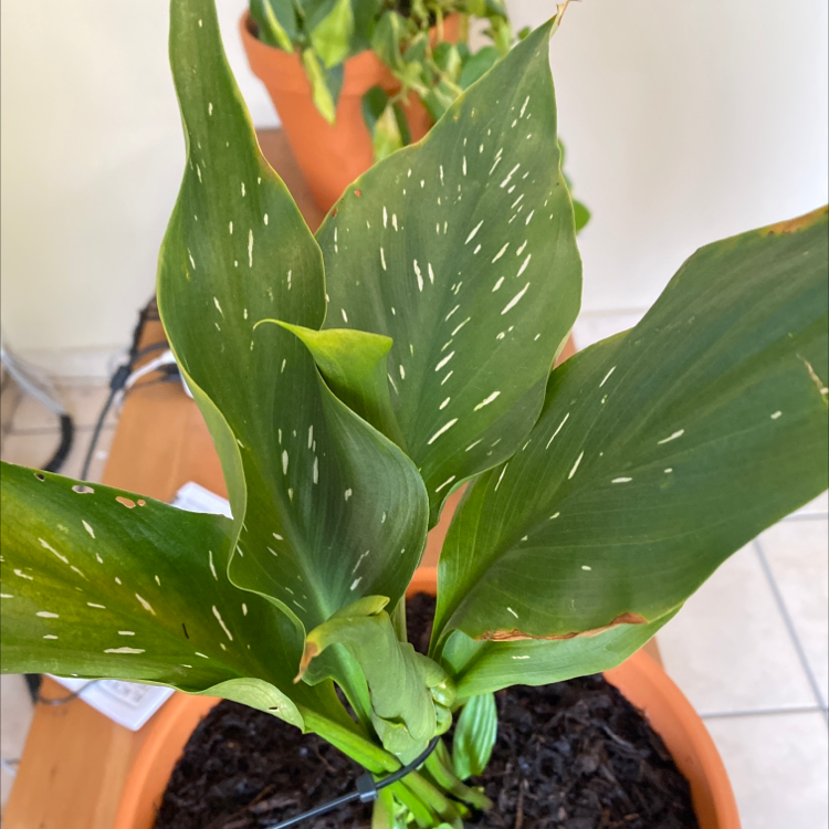 Photo of the plant species Calla Lily by @LaurenAmy42 named Lilian on Greg, the plant care app