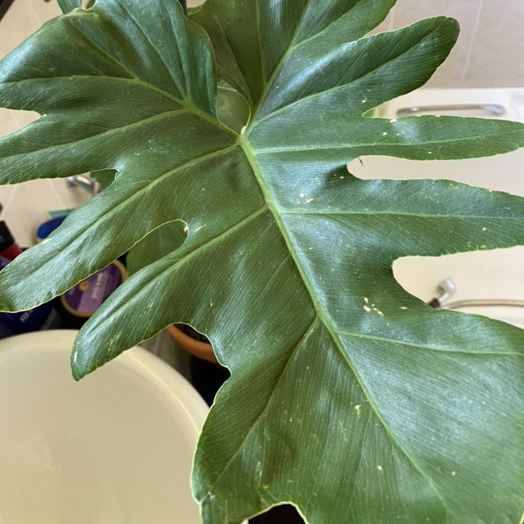 Close-up of a Philodendron 'Hope Selloum' leaf with minor white spots.