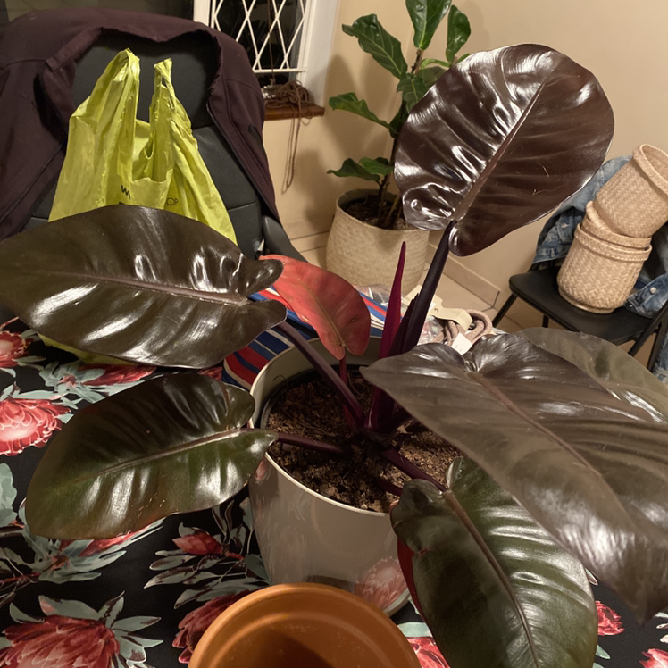 Philodendron 'Imperial Red' plant with large, glossy, dark red leaves in a white pot.