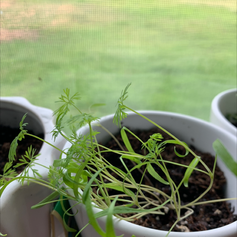Young dill plant in a white pot near a window with visible soil.