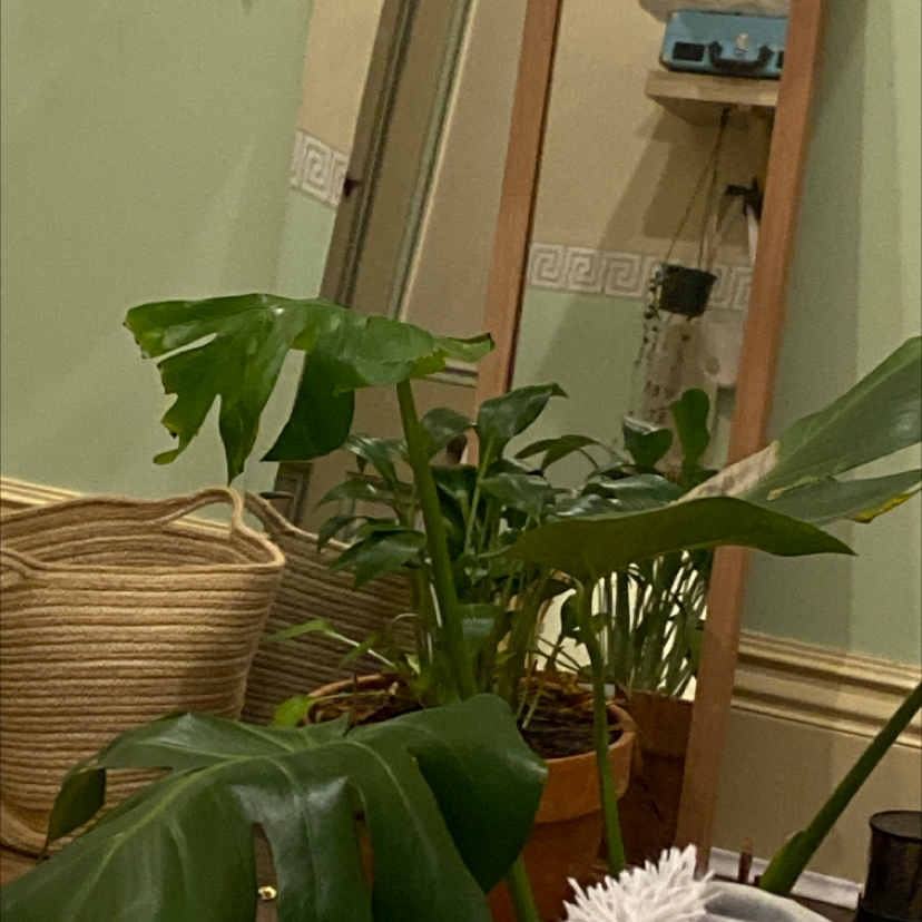 Monstera plant photo by Arcadia named Marley on Greg, the plant care app.