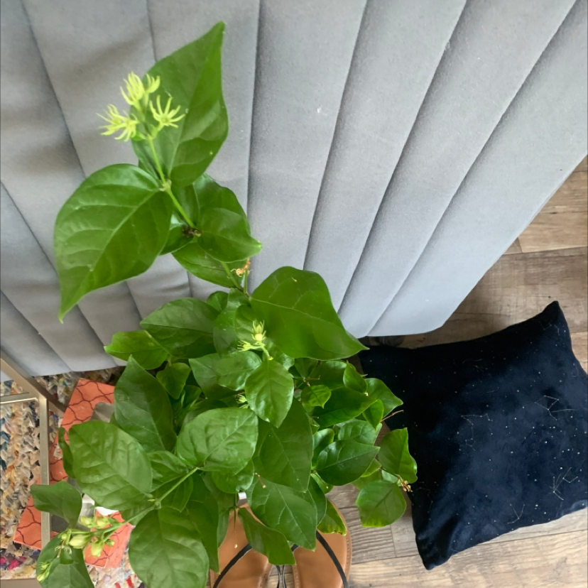 Healthy Arabian Jasmine plant with lush green leaves and small yellow flowers, framed by a hand holding back a curtain.