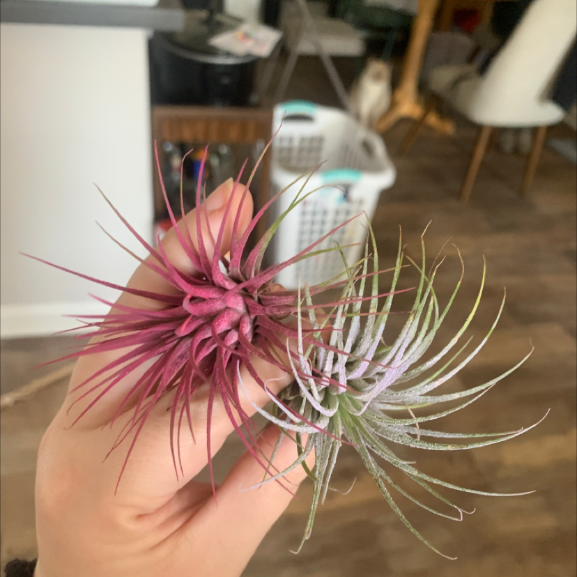 Healthy pink Blushing Bride air plant held against blurred background, showing full symmetrical form and vibrant foliage.