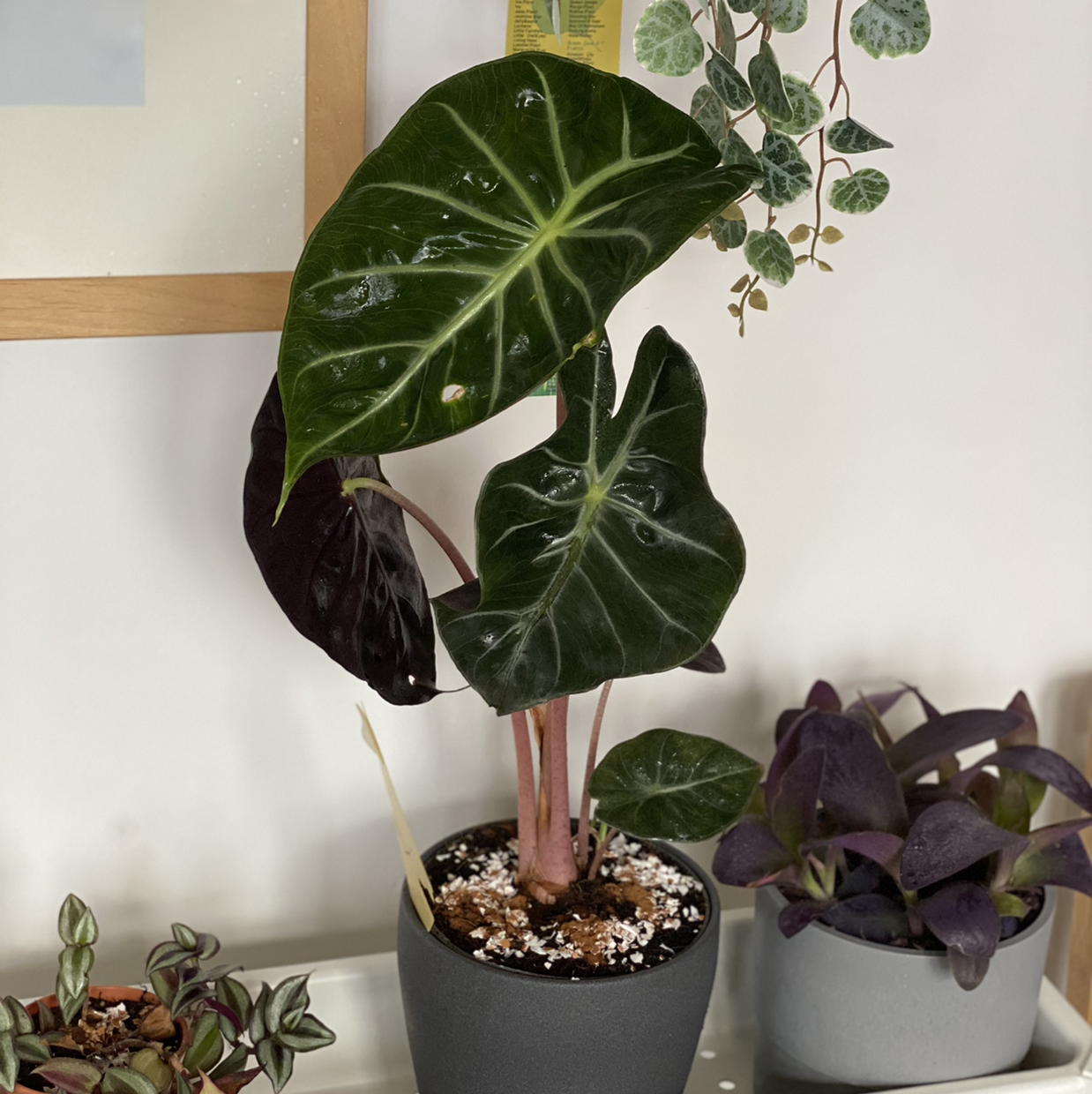 Potted Alocasia Pink Dragon plant with dark green leaves and pink stems, soil visible.