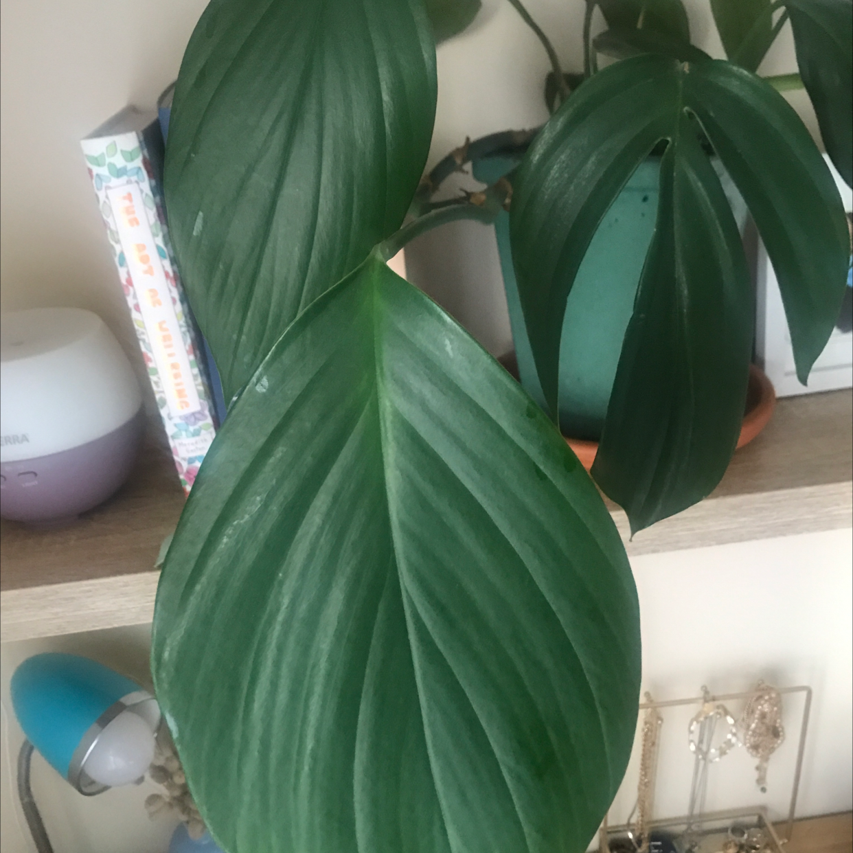Photo of the plant species Philodendron renauxii by Sophie named Terra on Greg, the plant care app