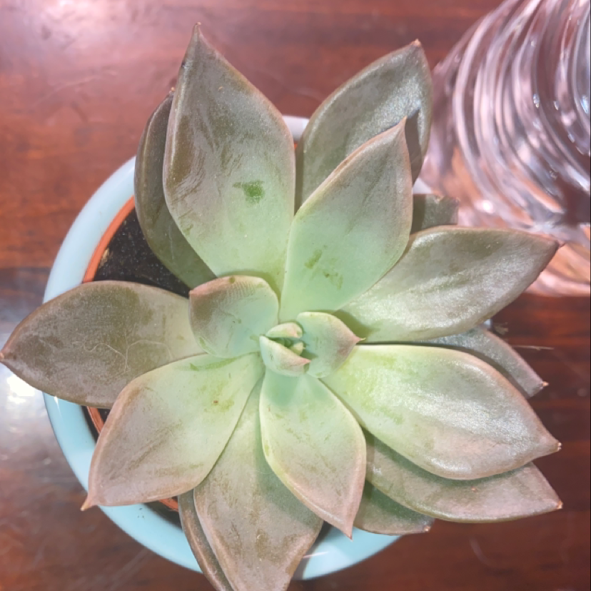 Lipstick Echeveria plant photo by @rilee named gerald on Greg, the plant care app.