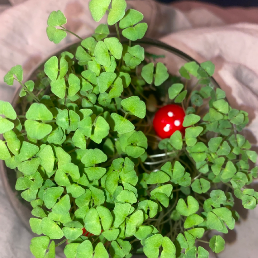 Chia plant photo by @rilee named william on Greg, the plant care app.