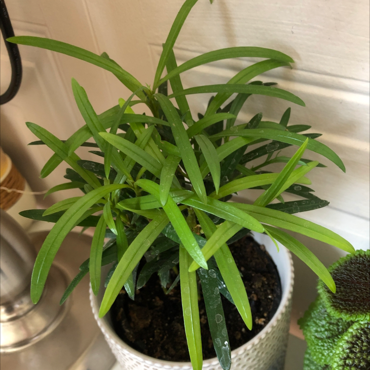 Healthy Podocarpus plant in a white pot with visible soil.