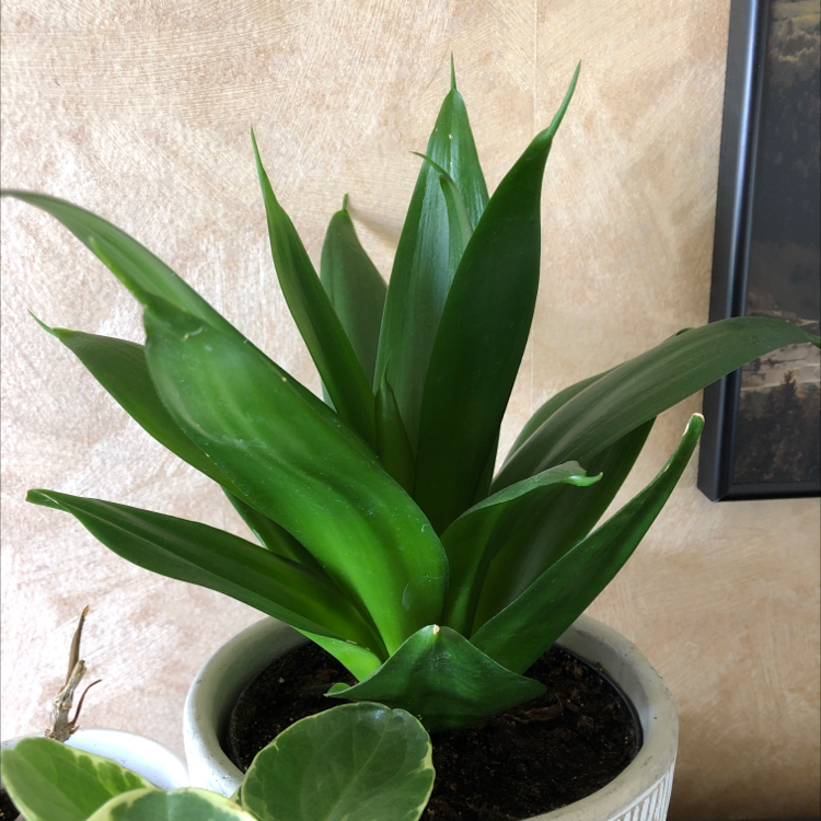 Golden Flame Snake Plant with broad green leaves in a white pot, soil visible.