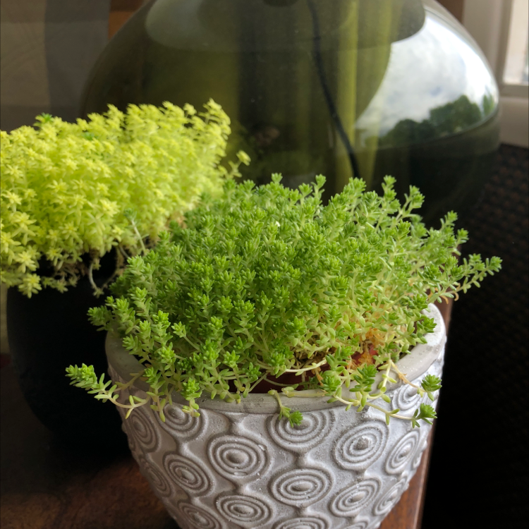 Potted Spanish Stonecrop plant with vibrant green foliage in a decorative pot.