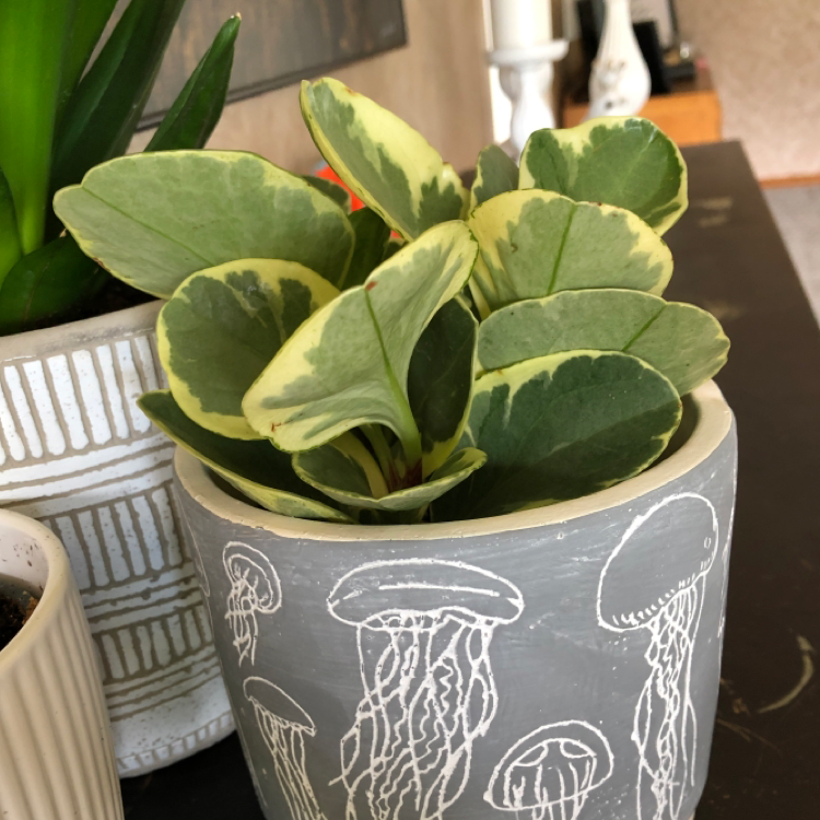 Marble Peperomia plant in a decorative pot with jellyfish illustrations, healthy variegated leaves.