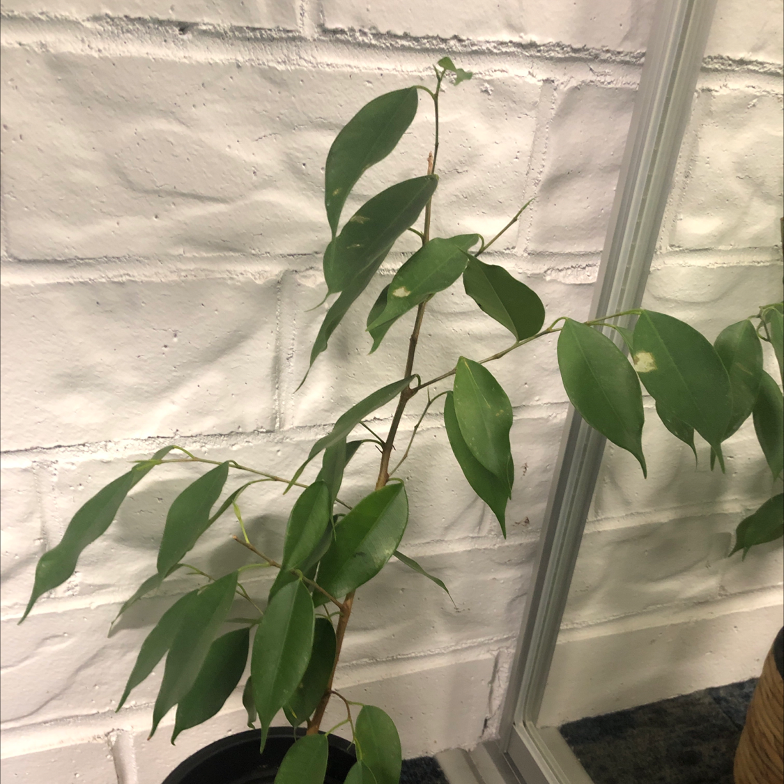 Weeping Fig plant photo by @Gabby_Edge named Fig on Greg, the plant care app.