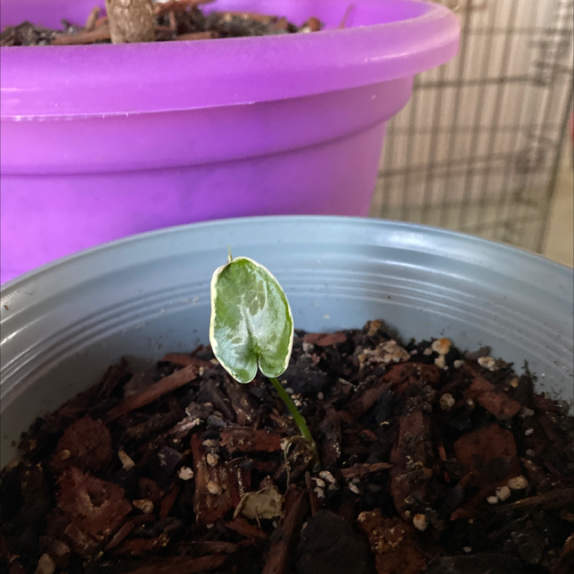 A small Mickey Mouse Taro plant in a pot with a single healthy leaf and visible soil.