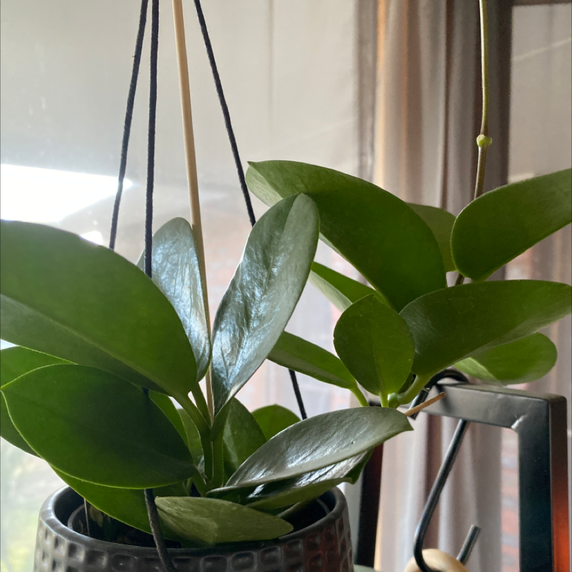 Waxvine plant in a hanging pot with healthy green leaves.