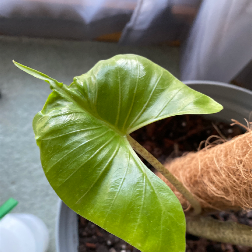 Stingray Elephant Ear plant with a healthy green leaf in a pot.