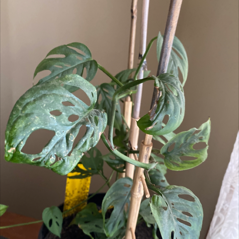 Monstera adansonii 'Laniata' with fenestrated leaves, some browning, supported by stakes.