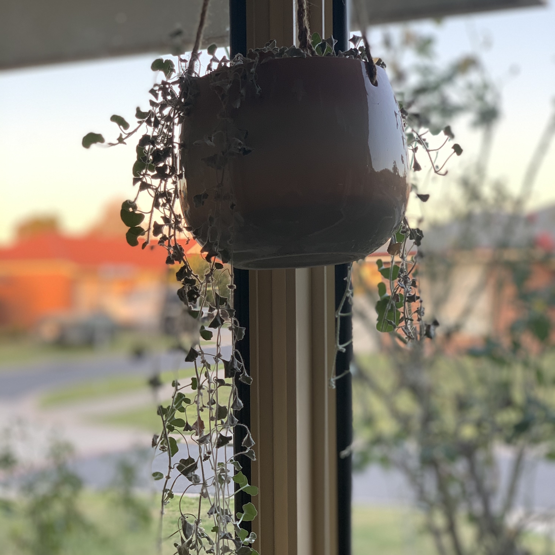 Hanging pot with a trailing Silver Ponysfoot plant, healthy and well-focused.