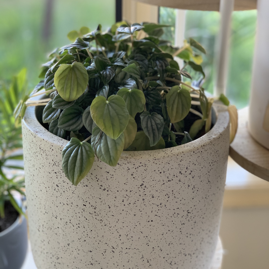 Photo of the plant species Moonlight Peperomia by @TedandGab named Pepper on Greg, the plant care app