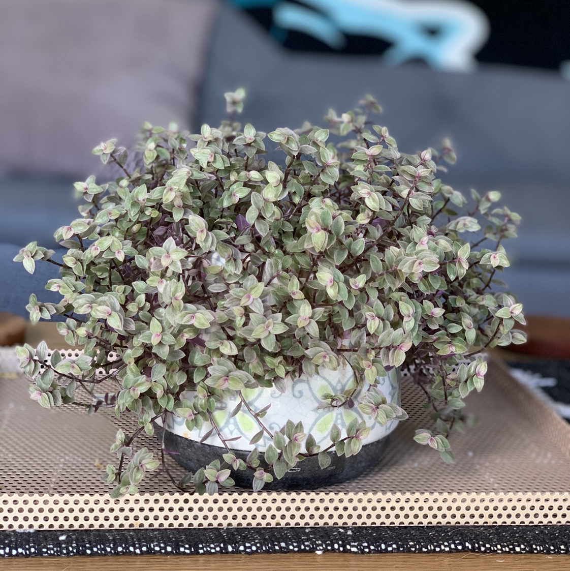 Creeping Inch Plant plant photo by @TedandGab named Go the Panthers on Greg, the plant care app.