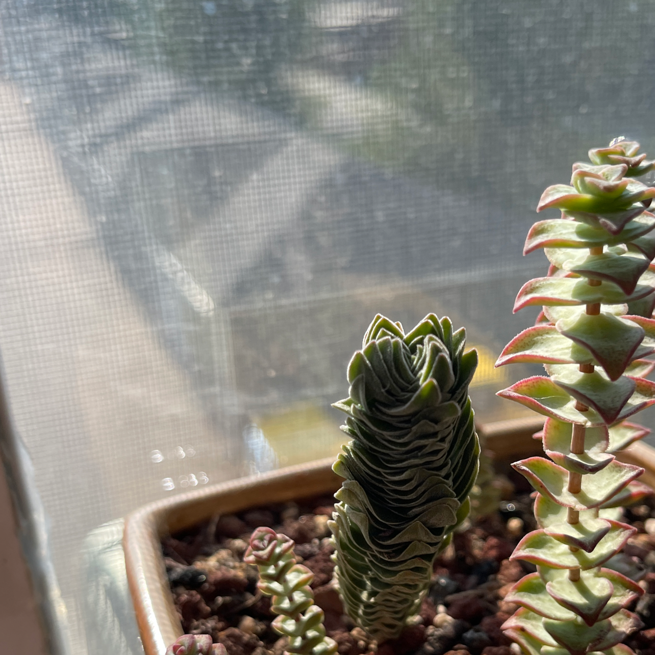 Crassula 'Buddha's Temple' plant in a pot with visible soil, well-framed and in focus.