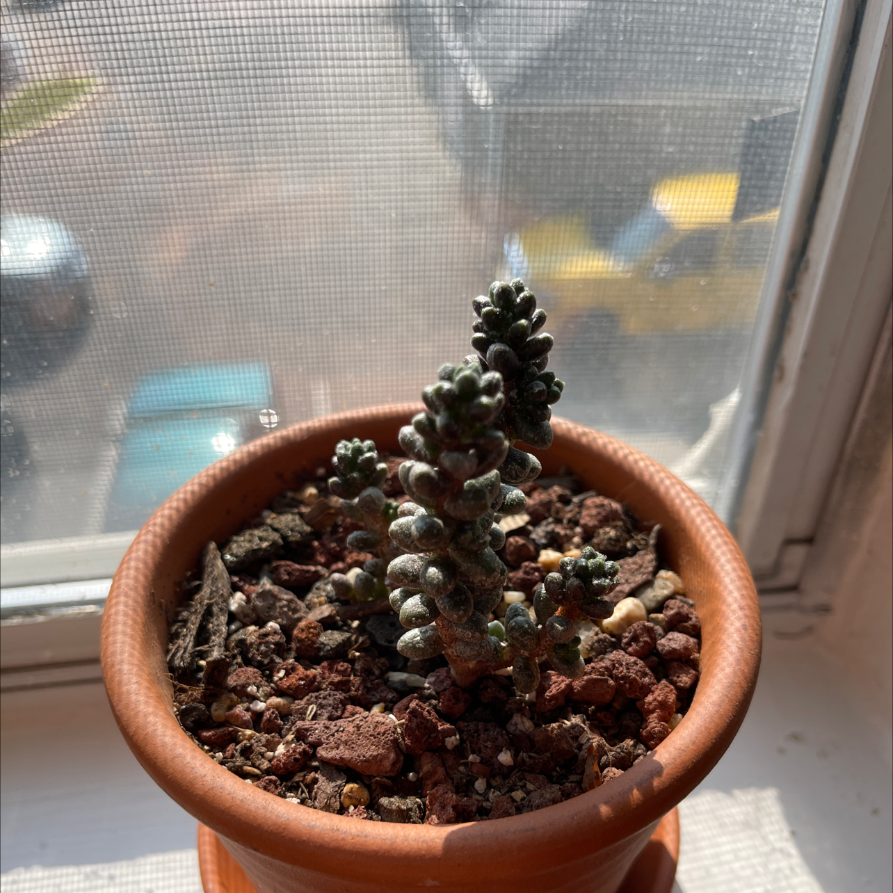 Photo of the plant species Bonsai Sedum by @sermanther named bacne on Greg, the plant care app