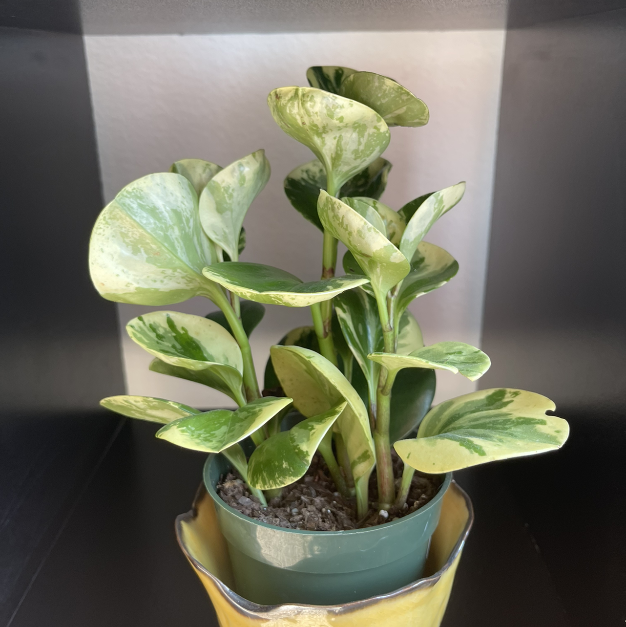 Marble Peperomia plant in a small pot with variegated green and white leaves.