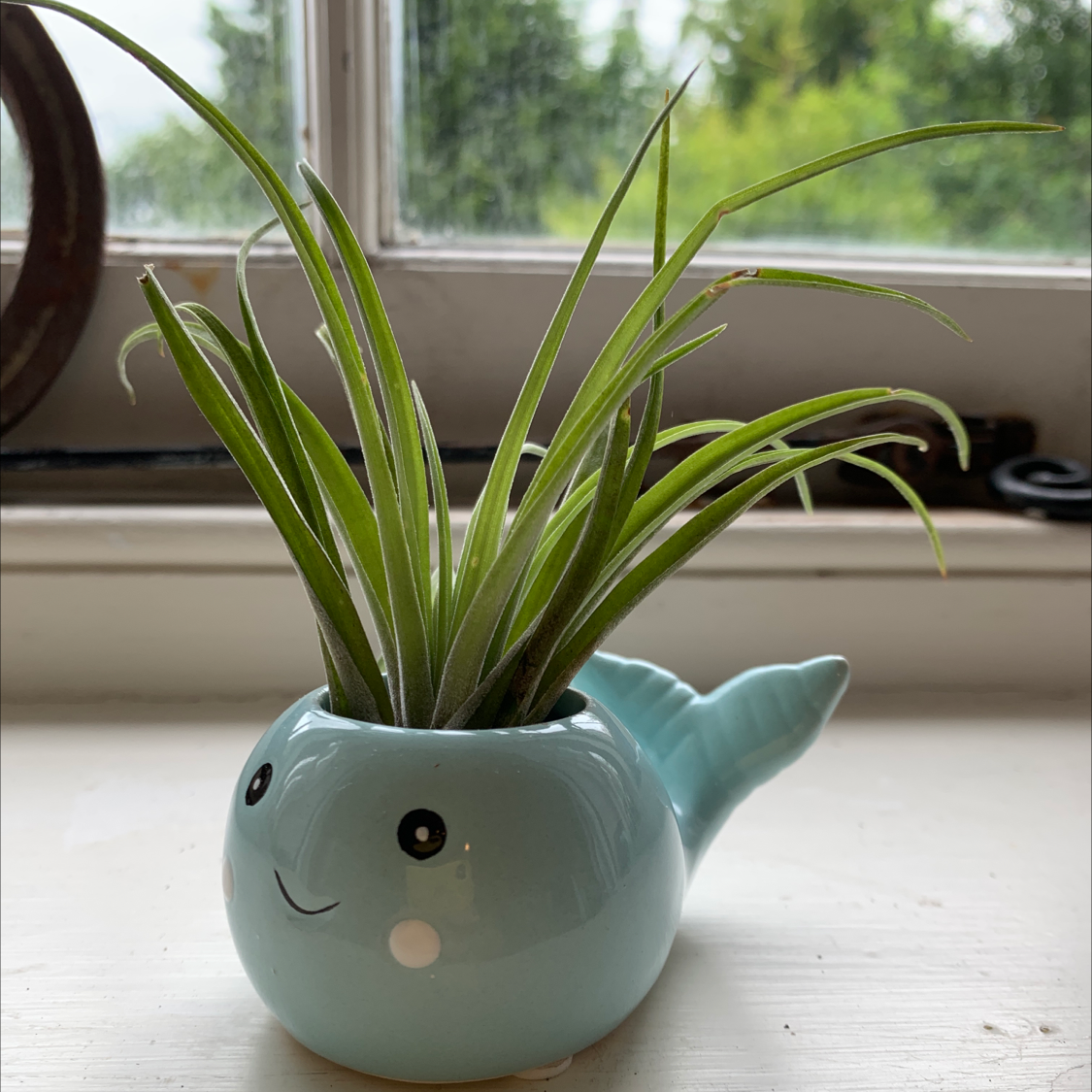 Giant Airplant in a decorative whale-shaped pot on a windowsill.