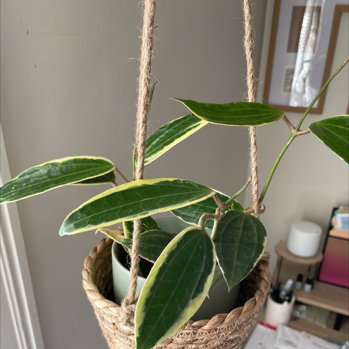 Hoya macrophylla plant in a hanging basket with green leaves and yellow variegation.