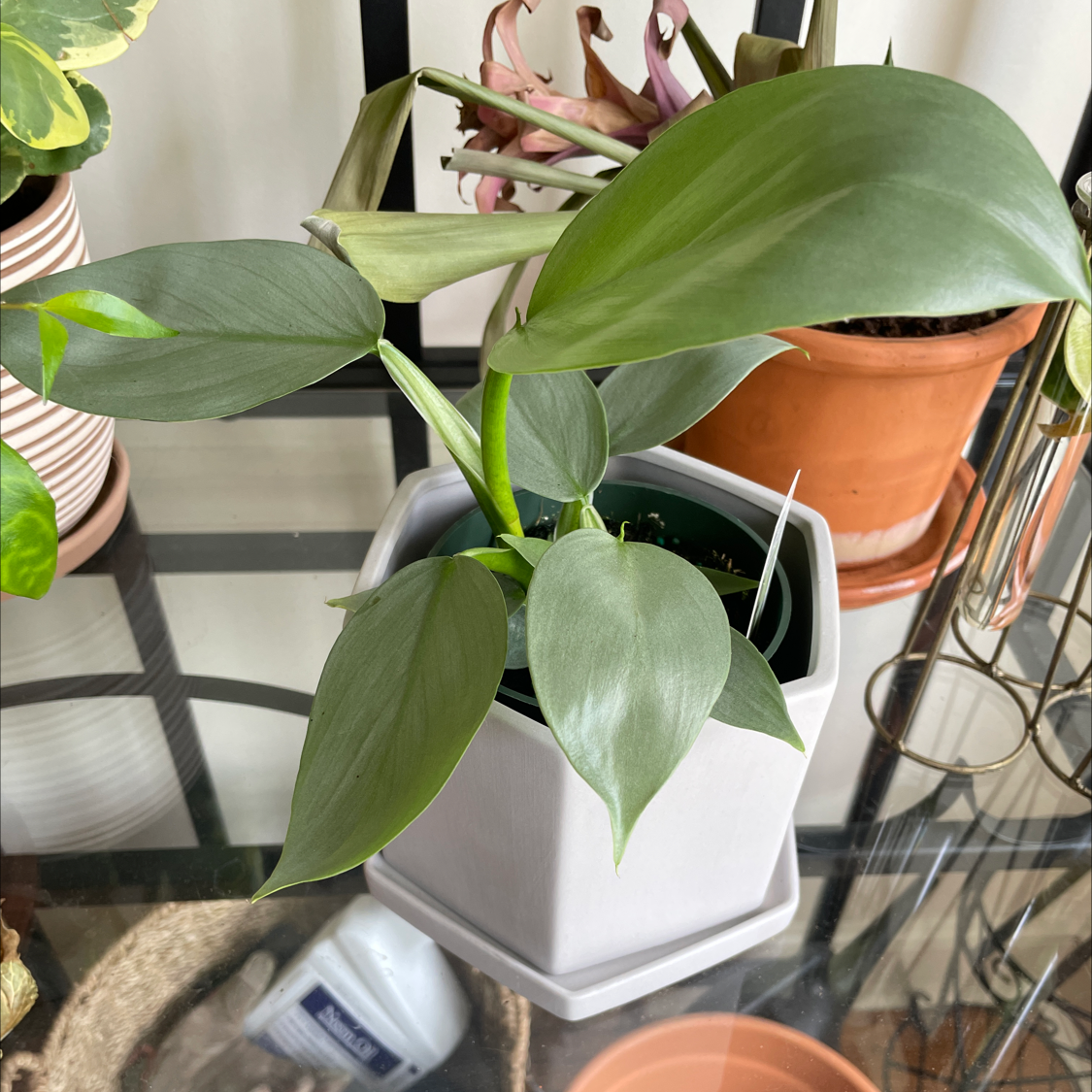 Silver Sword Philodendron in a white pot with healthy silvery-green leaves.
