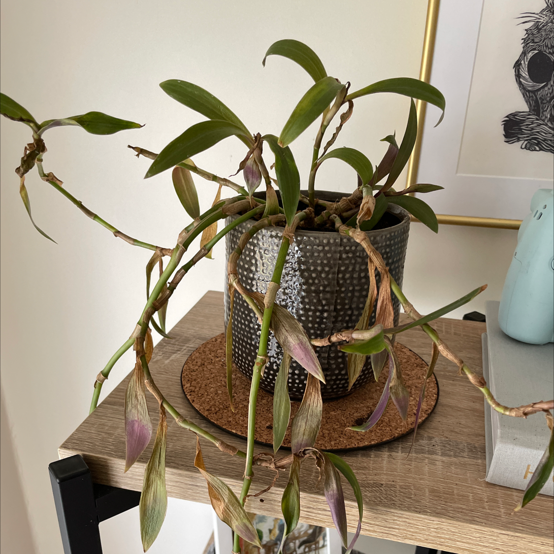 Healthy Purple Heart plant with long trailing purple leaves in a decorative pot, placed indoors on a wood surface.