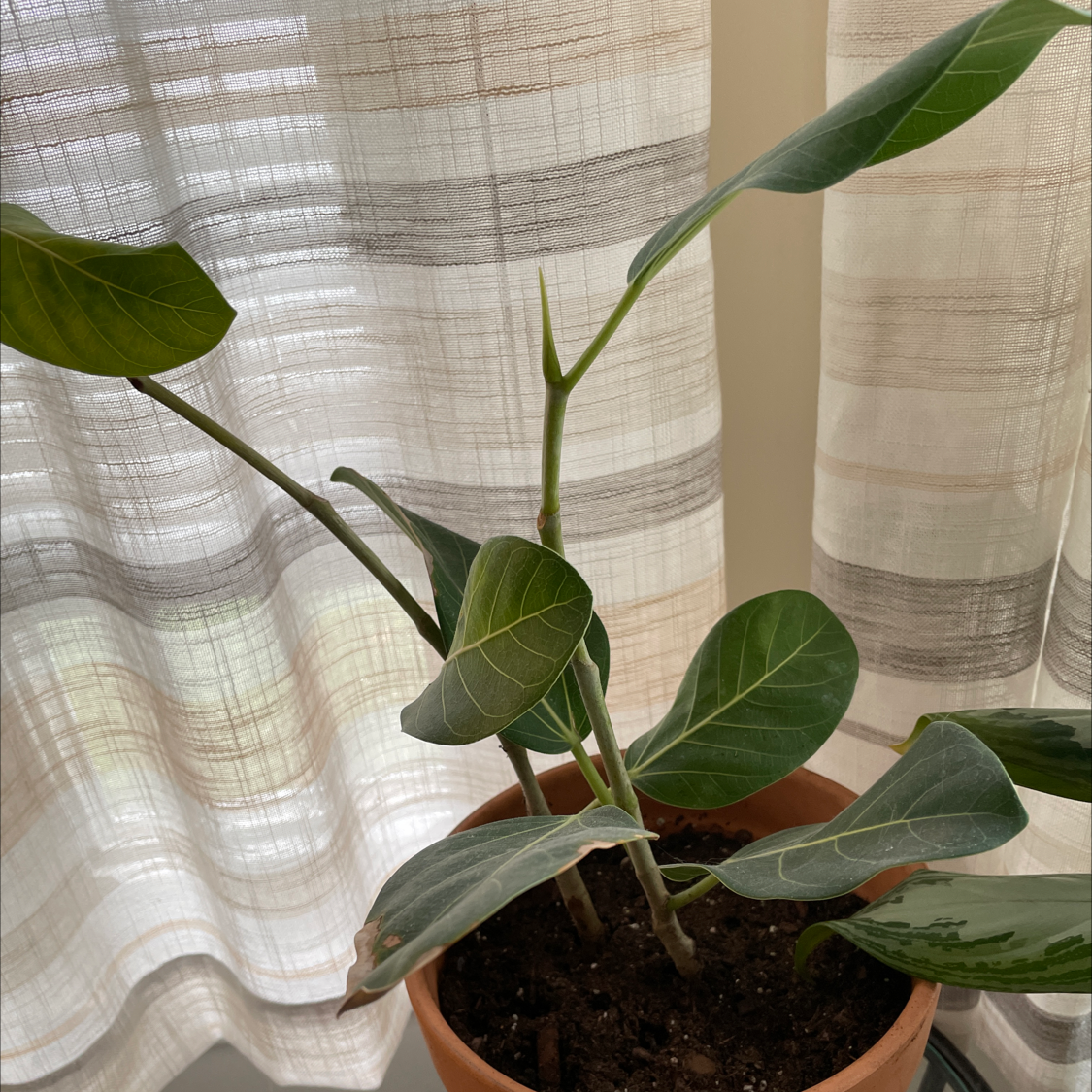Indoor potted Audrey Ficus plant with broad green leaves near a window with sheer curtains.
