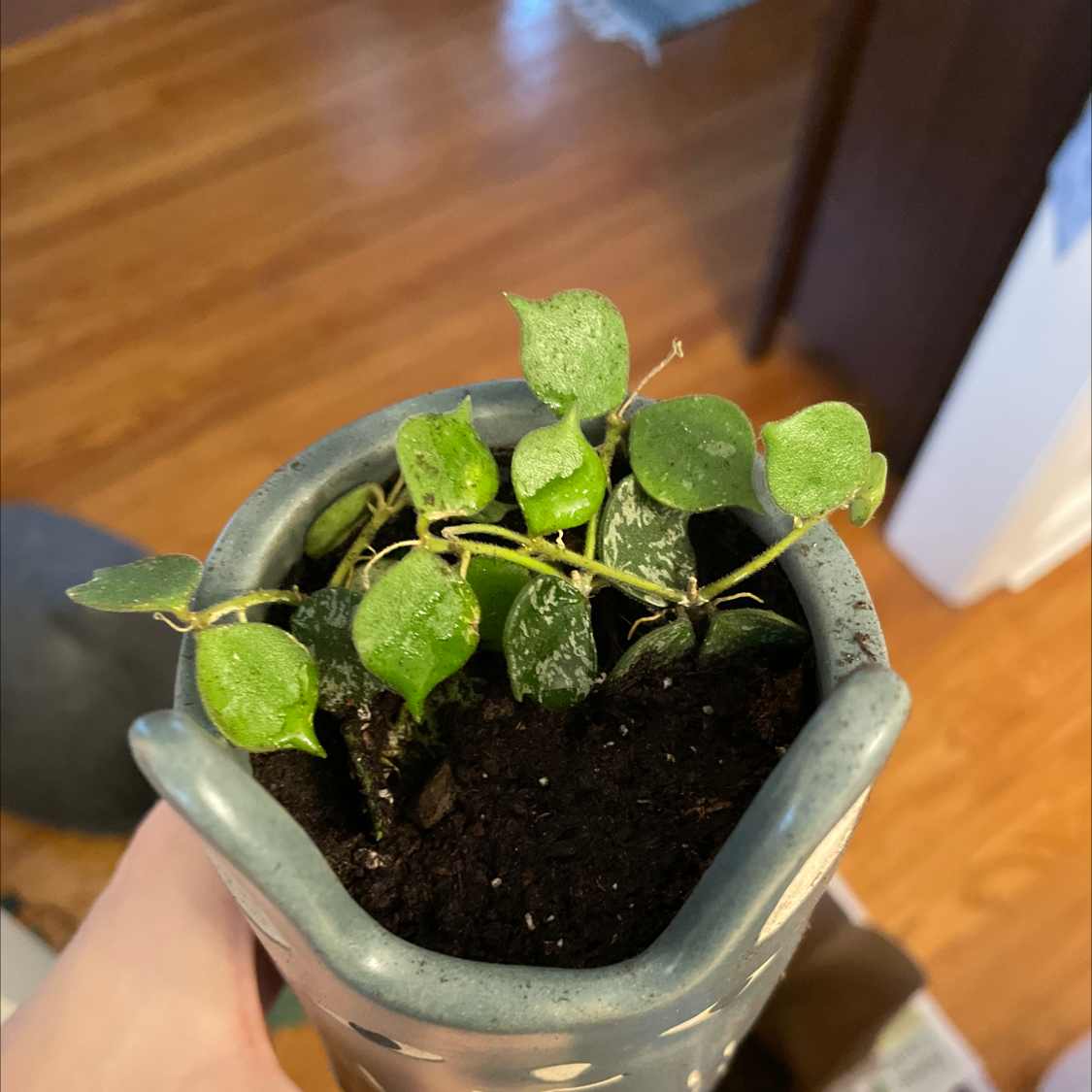 Potted Fung Wax Flower plant with green leaves and visible soil.